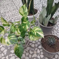 حراج انواع گل آپارتمانی همه باهم