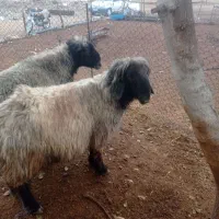 یک جفت قوچ درجه یک|حیوانات مزرعه|درودزن, |دیوار