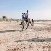 اسب عرب