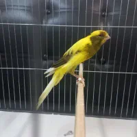 قناری ماده رسمی