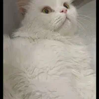 گربه میکس پرشین اسکاتیش