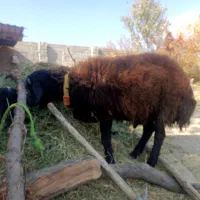 بره قوچ هترو|حیوانات مزرعه|هشتگرد, فشند|دیوار