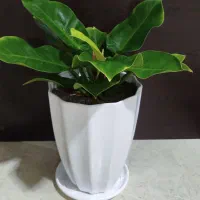 گل فیلودندرون