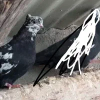 گمشده سرعین