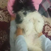 سگ میکس سگ پامر و شیتزو|سگ|پرند, فاز ۶|دیوار