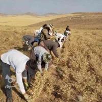 کارگر برای دسکنه نخود میخوام