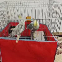 عروس‌هلندی|پرنده|ورامین, خیر آباد|دیوار