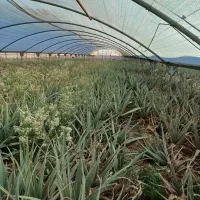 گلخانه فعال جهت فروش