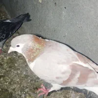 کفتر