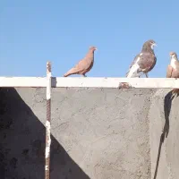 کبوتر دم سفیدزرد کرمانی سرخ|پرنده|نیشابور, مدرس|دیوار