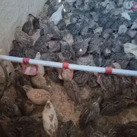 بلدرچین یک ماهه