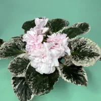 بنفشه آفریقایی