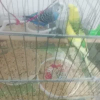یک  جفت مرغ عشق