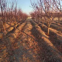 خانه باغ همراه با باسکول دیجیتالی ۵۰تنی