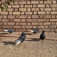 کفتر|پرنده|زرند, |دیوار