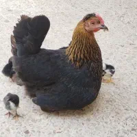 مرغ عربی با جوجه هاش