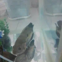 ماهی اسکارجفت نرماده