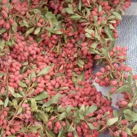 برگ زرشک