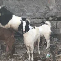 بز قیمت مناسب عسلویه|حیوانات مزرعه|عسلویه, |دیوار