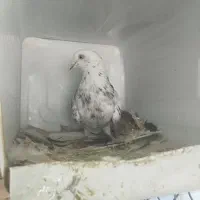 کبوتر پرشی|پرنده|رباطکریم, رباطکریم|دیوار