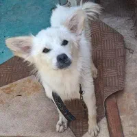 سگ خوشکل و ناز