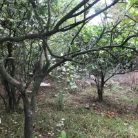 چایباغ شیرگاه محیطی ارام جنگلی دارای اب برق گاز|فروش خانه و ویلا|شیرگاه, |دیوار