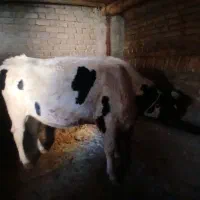 گاوه شیر ده وتلیسه|حیوانات مزرعه|بجنورد, |دیوار