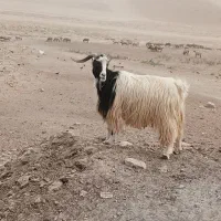 نر بز فروشی به شرط جلو کش