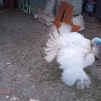 بوقلمون گوشتی