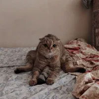 گربه گم شده ، گردنبند پلاک دارد ۱۲ میلیون مژدگانی
