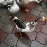 فروش خرده و عمده غاز محلی|حیوانات مزرعه|مشگین شهر, |دیوار