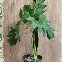 گل و گیاه حلما برگ انجیری