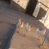 ۵عدد خروس سفید