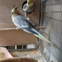 عروس هلندی