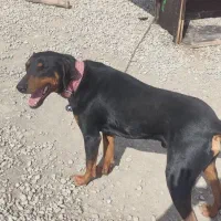 دوبرمن نر
