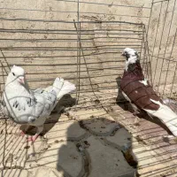 شازده هما کاکلی پاپر