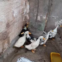 اردک معاوضه با مرغ