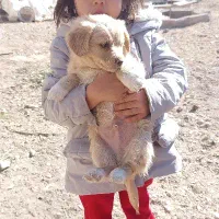 توله سگ های پا کوتاه خانگی فروشی|سگ|زنجان, |دیوار