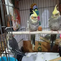 شاه عروس هلندی دوماهه