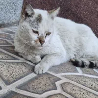 واگذاری گربه