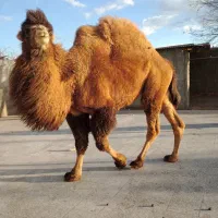 لوک دو کوهان فروشی