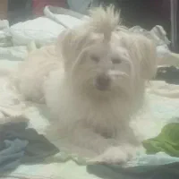 سگ پاکوتاه وپشمالو|سگ|ماهان, |دیوار