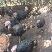 مرغ و خروس محلی|حیوانات مزرعه|رحیم‌آباد, |دیوار