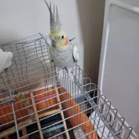 عروس هلندی فروشی