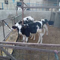 گوساله نر قطع شیر