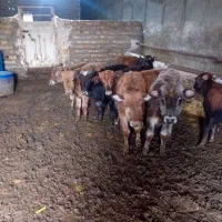 گوساله نر ۹راس گوساله ماده ۹راس