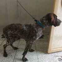 پرشین پیونتر ماده