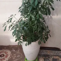 گل و گلدان شلفرا ومرجان