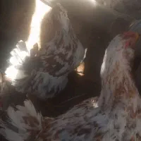 مرغ محلی|حیوانات مزرعه|زرند, |دیوار