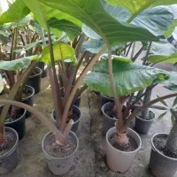 گل بابا آدم گلدان ده